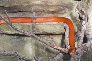 Rode spuwende cobra