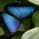 Common Morpho