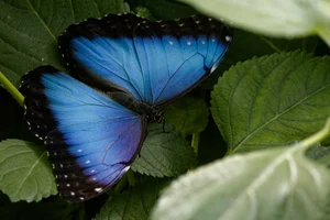 Common Morpho