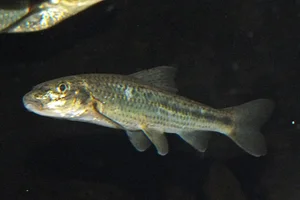 Riviergrondel