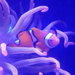 Clownfish
