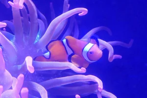 Clownfish