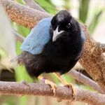 Yucatan Jay