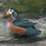 African Pygmy-goose