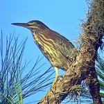 Green Heron