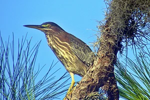 Groene reiger