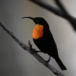 Scarlet-chested Sunbird
