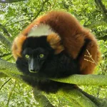 Red Ruffed Lemur