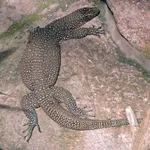 Bluetail Monitor
