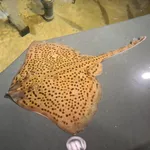 Spotted Ray
