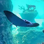 Lusitanian Cownose Ray