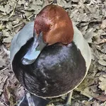 Common Pochard