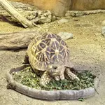 Indian Star Tortoise
