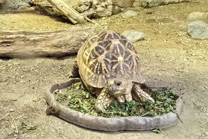 Sterschildpad