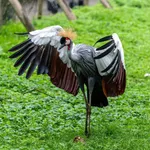 Grey Crowned Crane