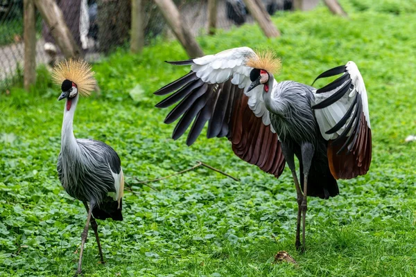 Grijze kroonkraanvogel