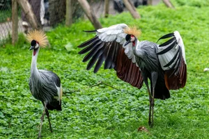 Grijze kroonkraanvogel