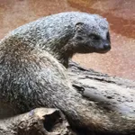 Egyptian Mongoose
