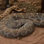 Western Diamond-backed Rattlesnake