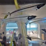 Kryptopterus vitreolus