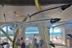 Kryptopterus vitreolus