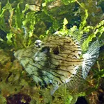 Leafy Filefish