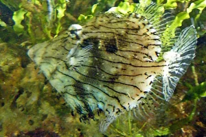 Leafy Filefish