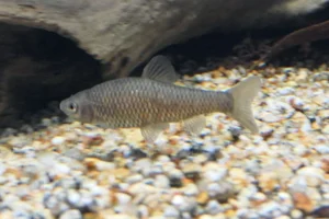 Ushimotsugo Minnow