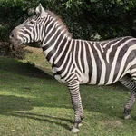 Half-maned Zebra