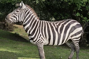 Selouszebra