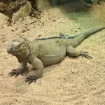 Hispaniolan Rhinoceros Iguana
