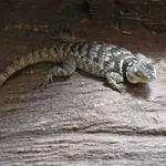 Blue Spiny Lizard