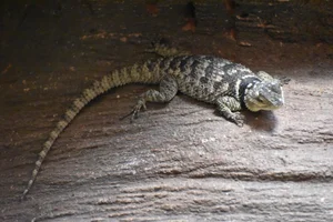 Blue Spiny Lizard