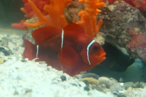 Samtanemonenfisch