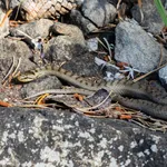 Smooth Snake