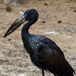 African Openbill