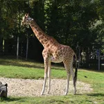 Kordofan Giraffe