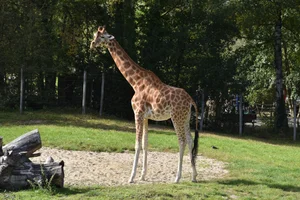 Kordofangiraffe