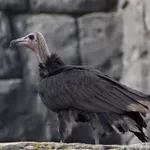Hooded Vulture