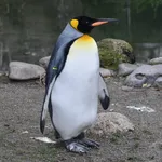 King Penguin