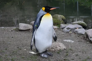 koningspinguïn