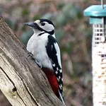 Great Spotted Woodpecker