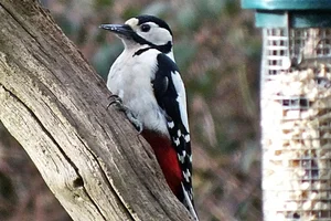 Grote bonte specht