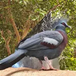 Victoria Crowned-pigeon