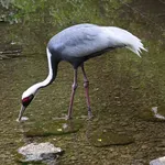 White-naped Crane