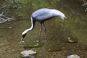 Witnekkraanvogel