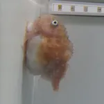 Atlantic spiny lumpsucker