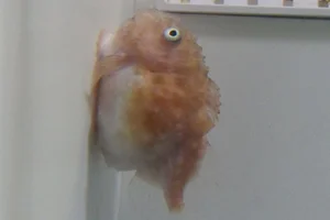 Atlantic spiny lumpsucker