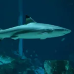 Blacktip Reef Shark