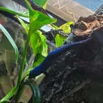 Turquoise Dwarf Gecko